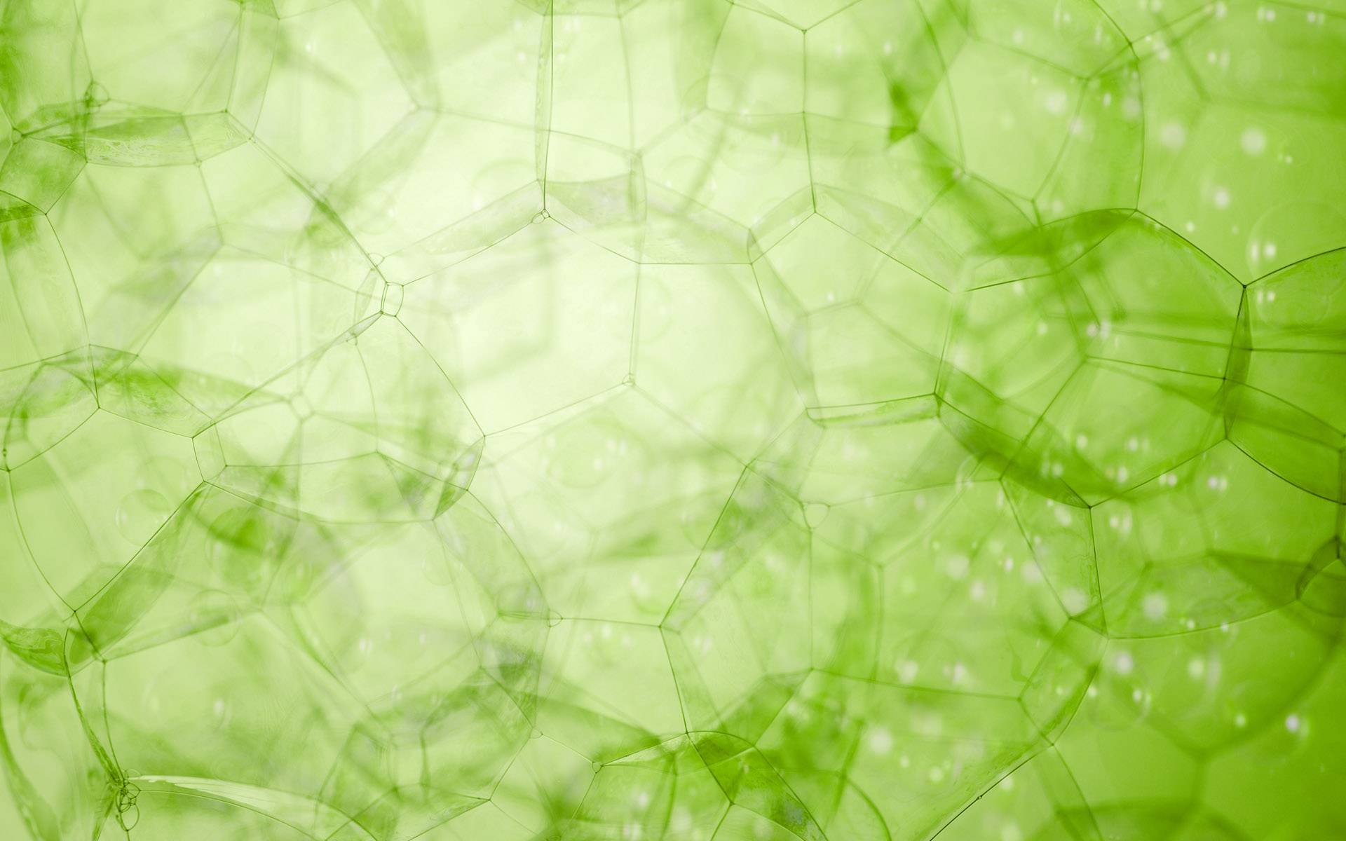 1920x1200 Live Moss Wallpaper (38), PC, BsnSCB.