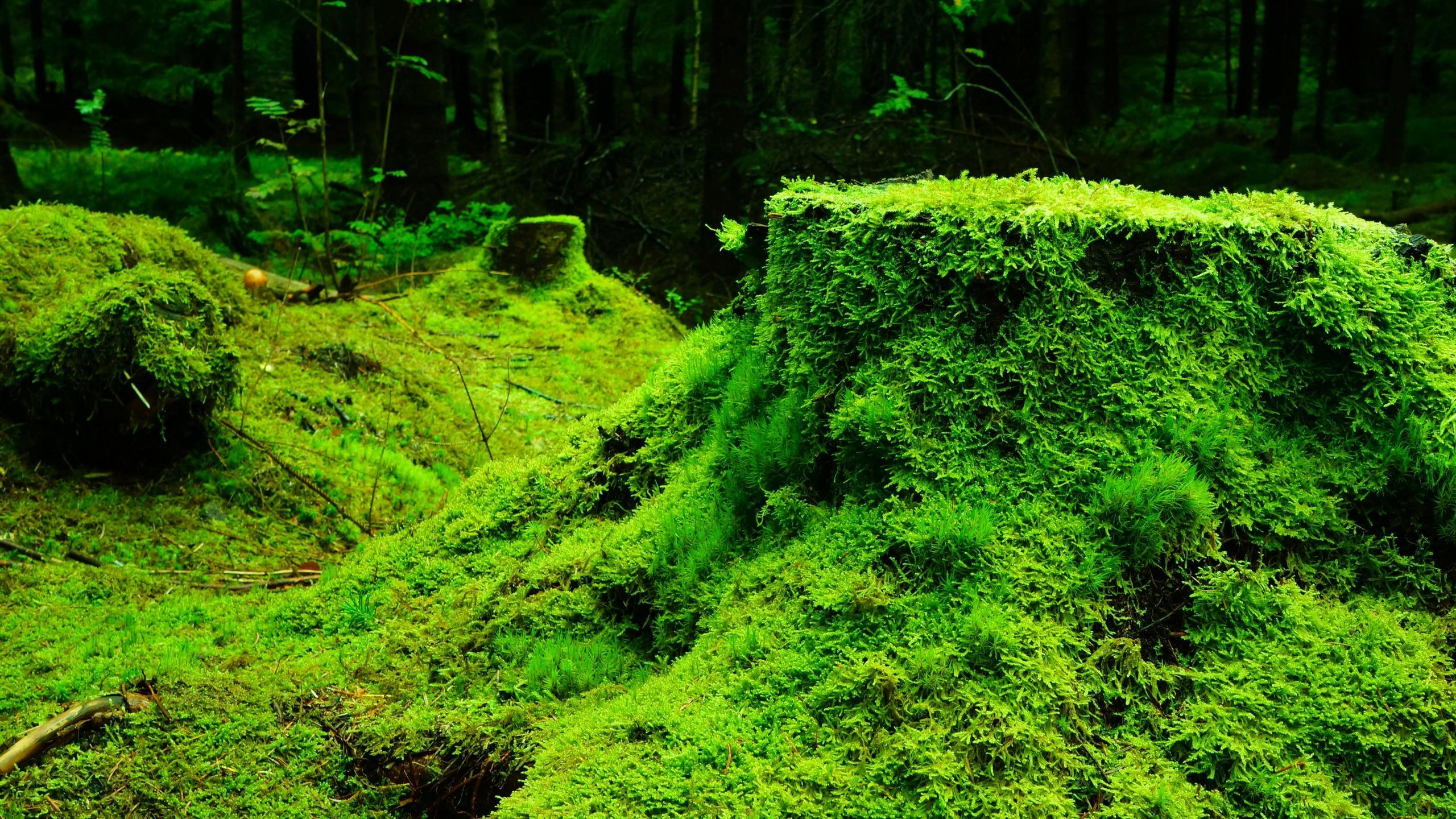 2560x1440 moss, grass, tree stump 5K .