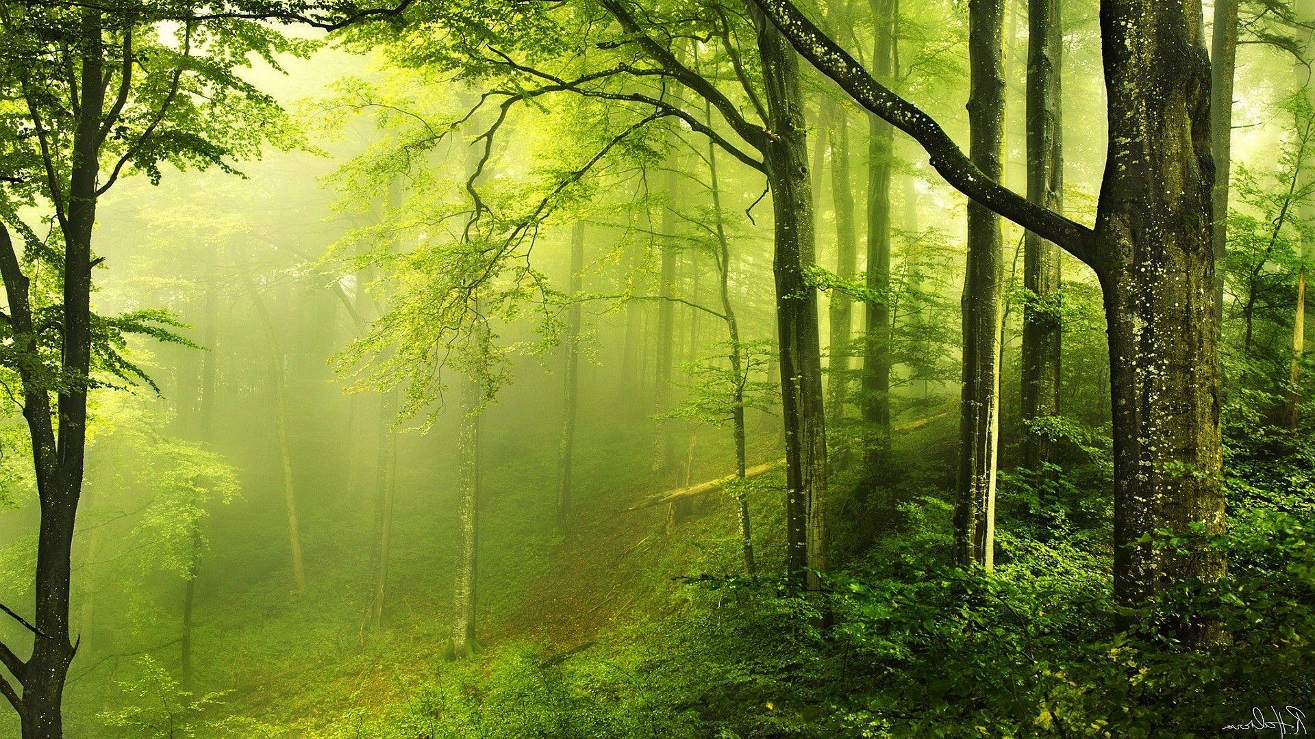 1920x1080 nature, Landscape, Trees, Wood, Forest .