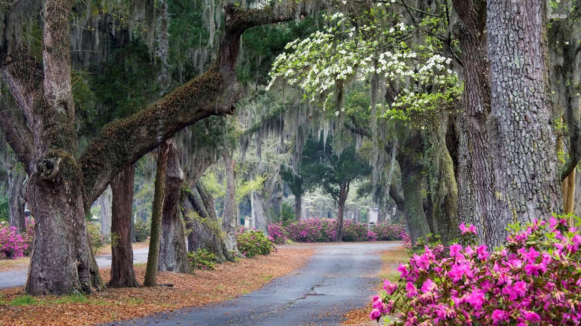 1920x1080 Beautiful Park In Savannah Georgia .com