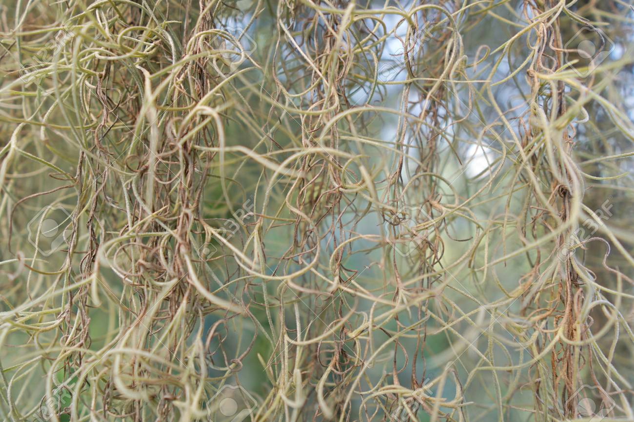 1300x866 Roots