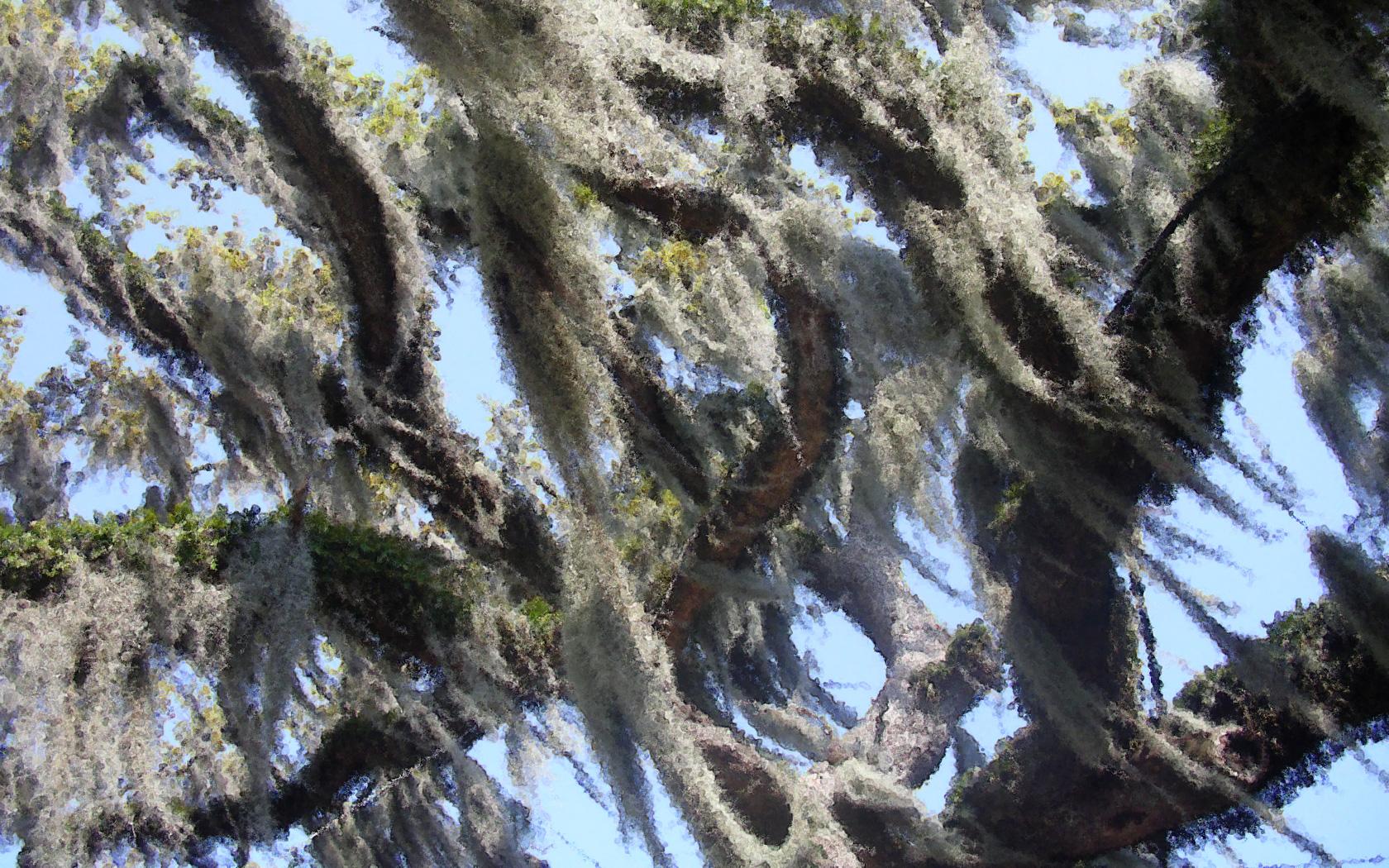 1680x1050 New Orleans City Park. Spanish Moss .rampant