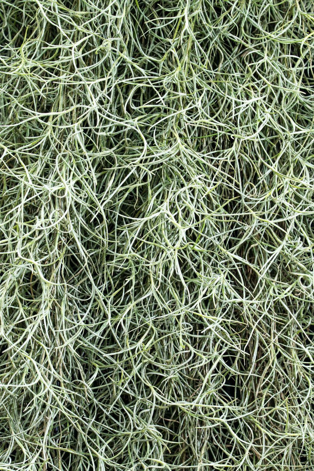 1000x1500 Spanish Moss Picture. Download Free .com