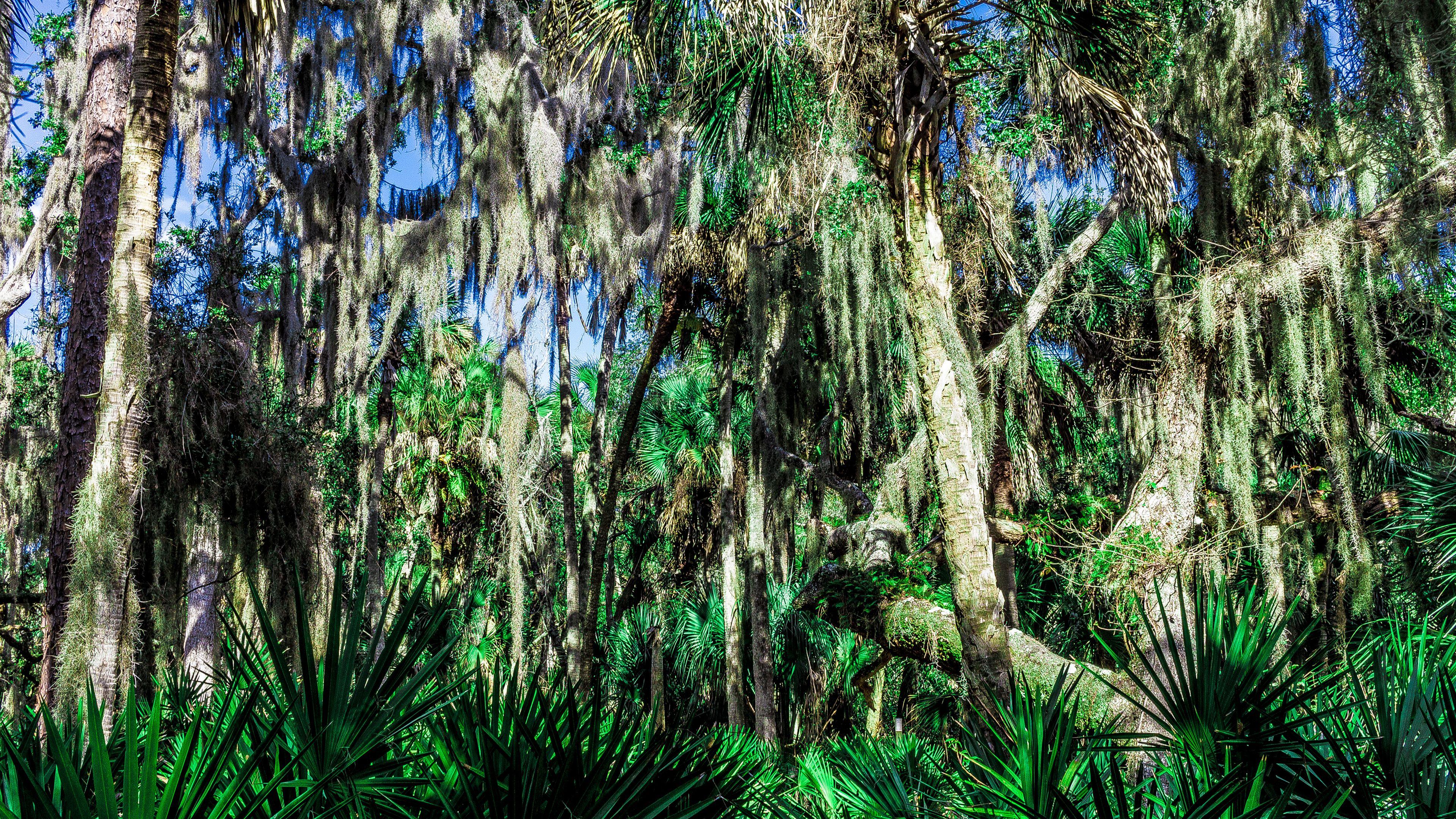 3840x2160 HD Spanish Moss