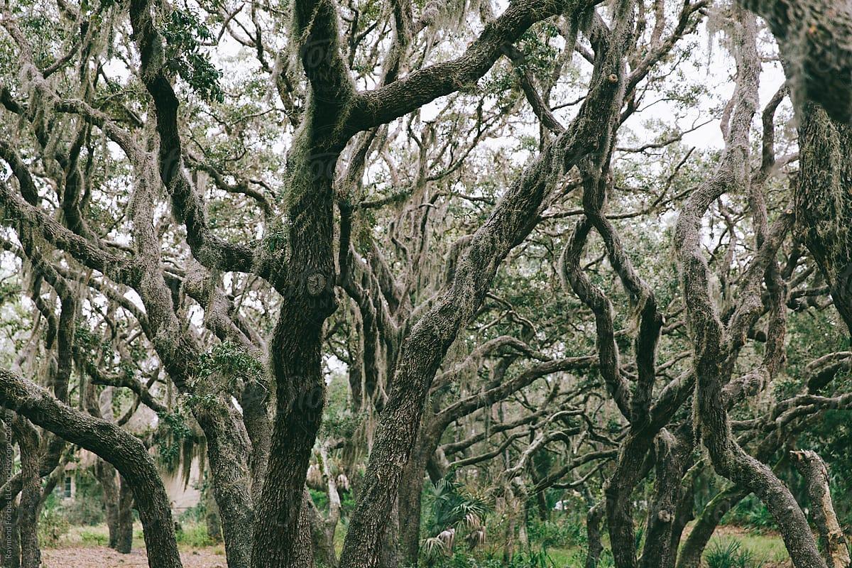 1200x800 Oak Forest With Spanish Moss by Raymond .