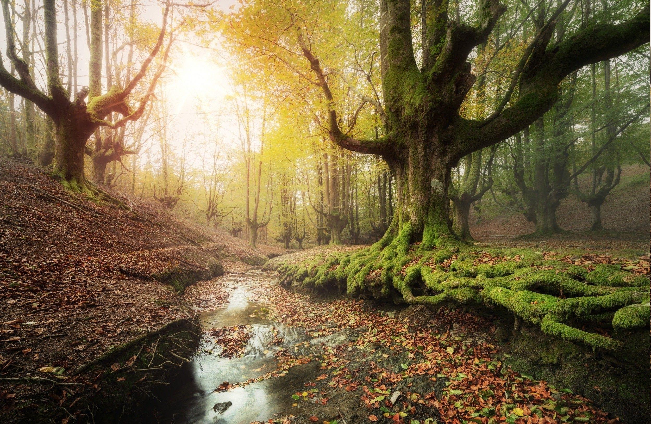 2500x1627 forest, Creeks, Moss, Sunrise, Leaves .