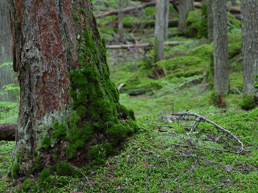 1024x768 Moss Background → Nature Galleryww2.