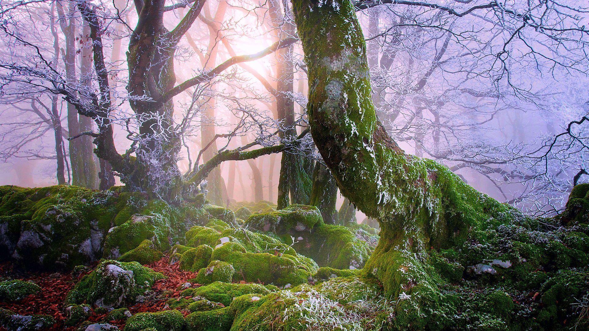 1920x1080 Moss Covered Forest HD