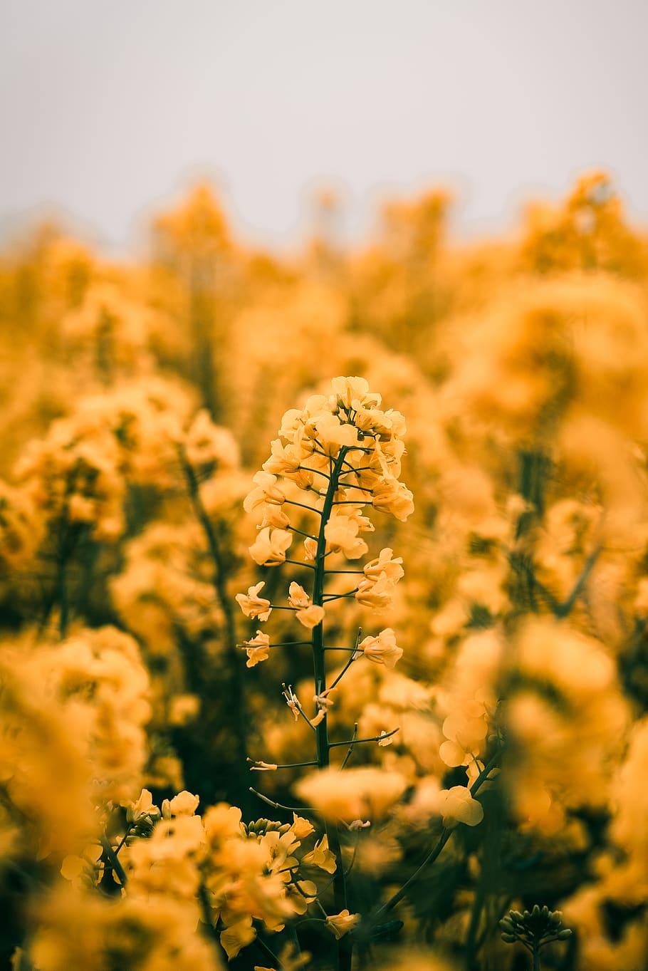 910x1363 Plant, Flower, Blossom, Field .itl.cat
