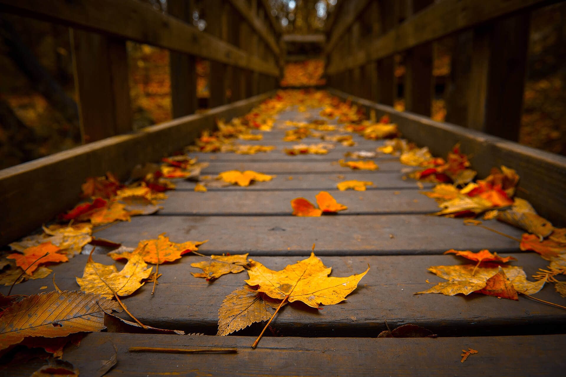 1920x1280 Autumnleaves Wallpaper Desktop .on