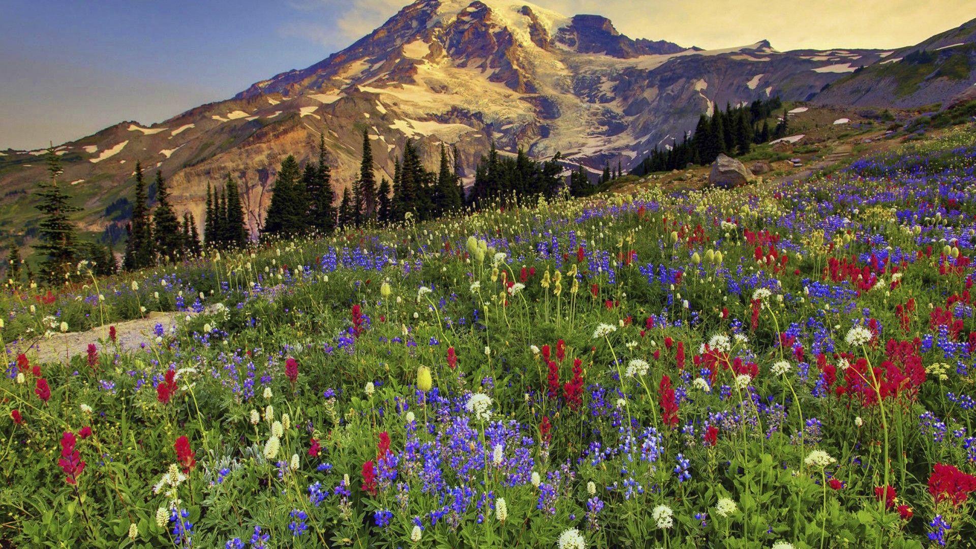 1920x1080 Mount Rainier National Park Wallpaper
