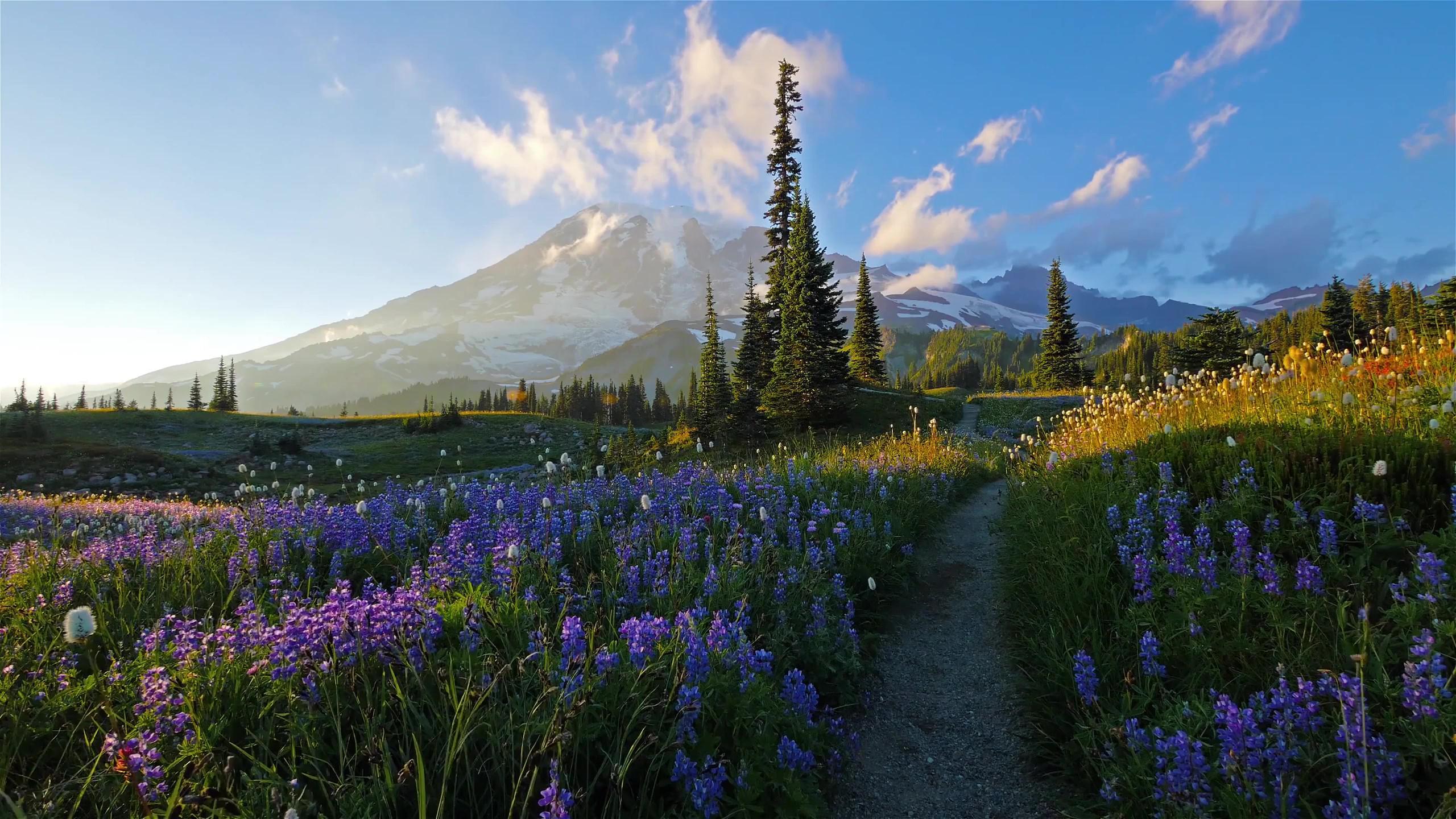2560x1440 Mount Rainier National Park