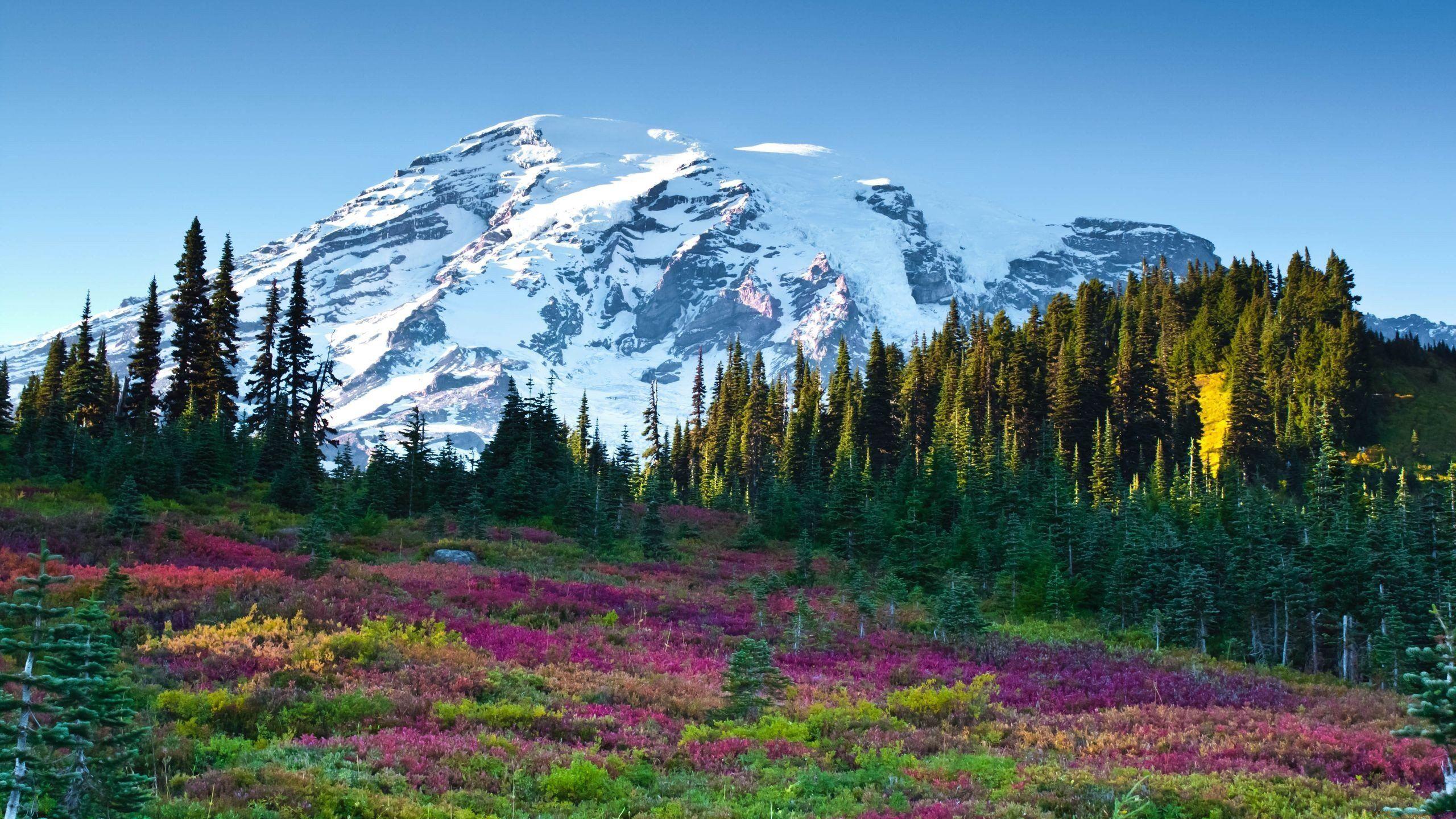 2560x1440 Paradise Mount Rainier National Park .