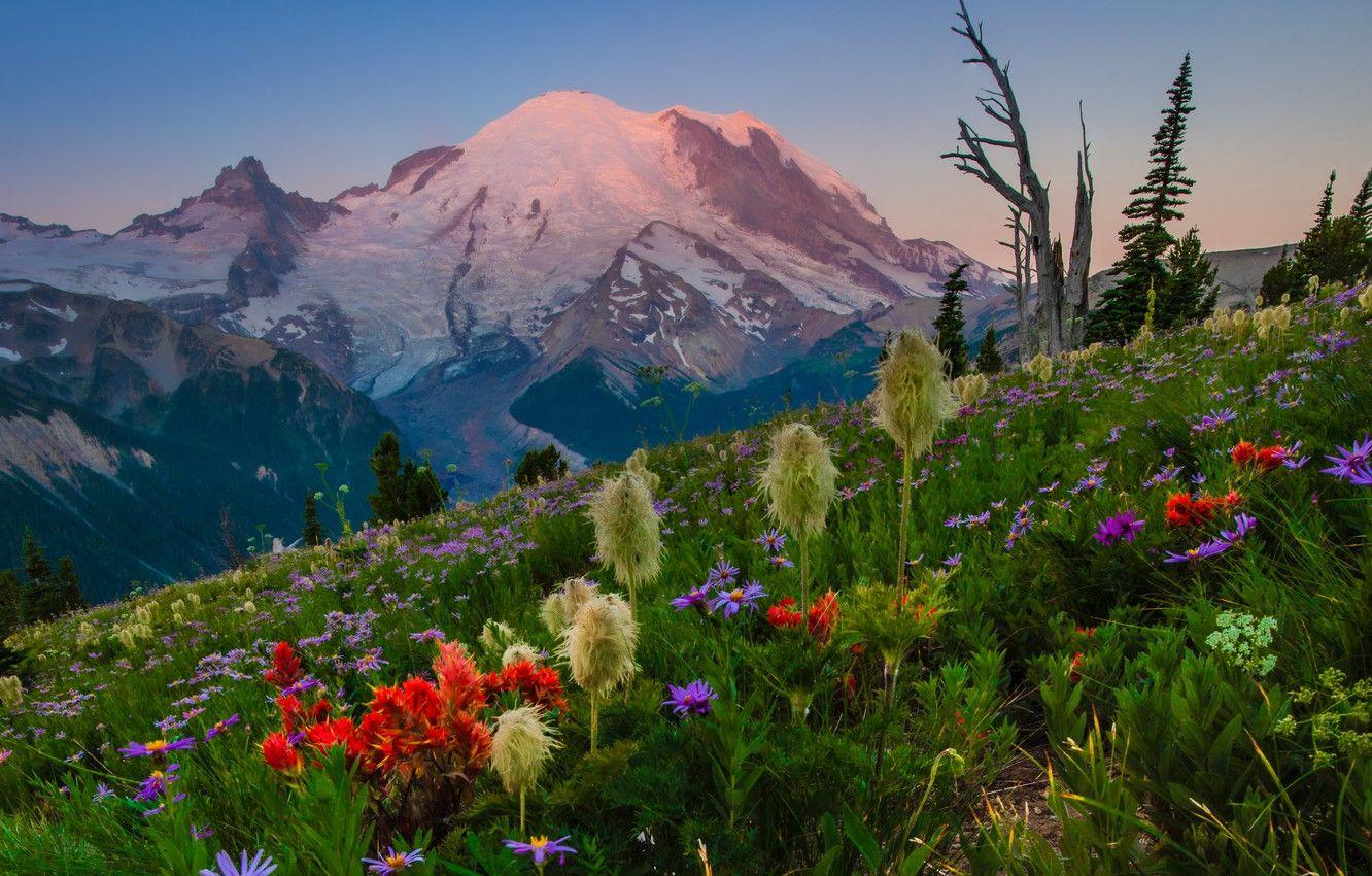1332x850 Wallpaper flowers, mountains, meadow .