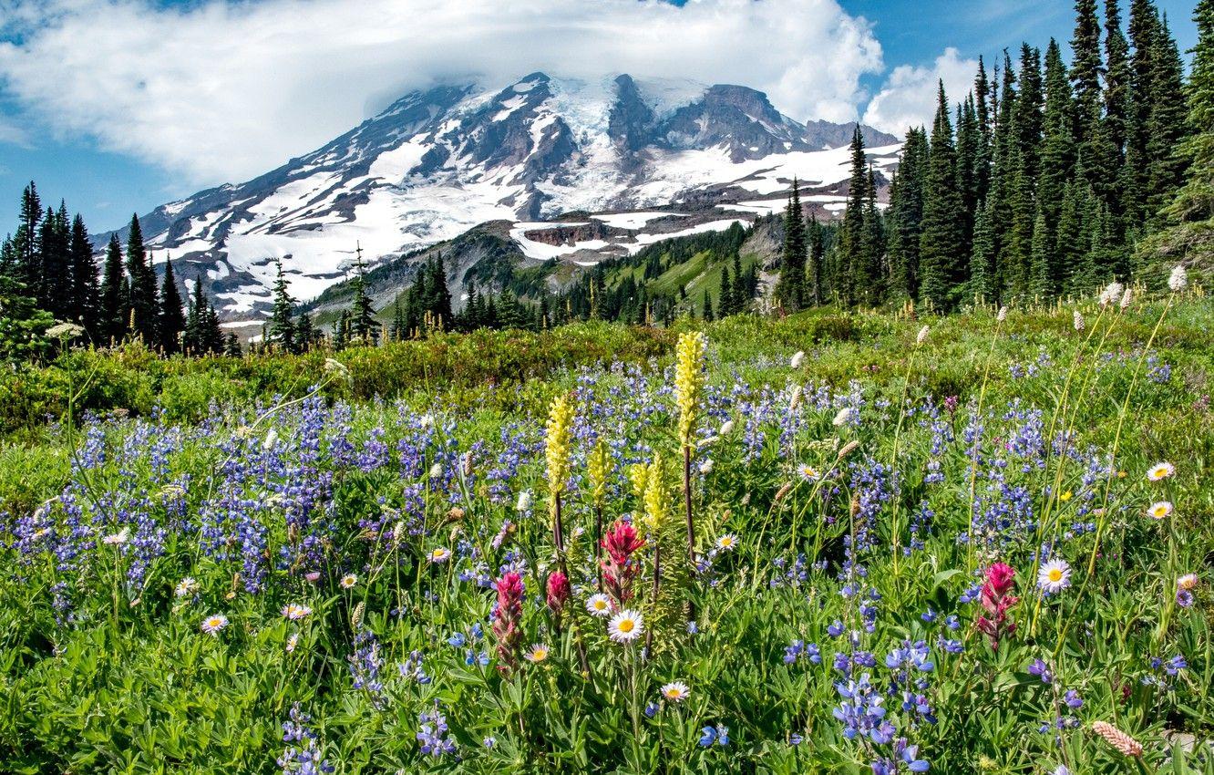 1332x850 Wallpaper trees, flowers, mountain .