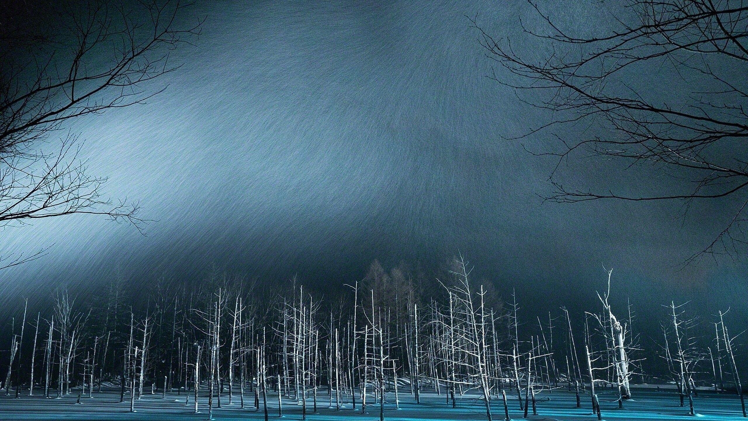 2560x1440 Winter Night Snow Trees 1440P .