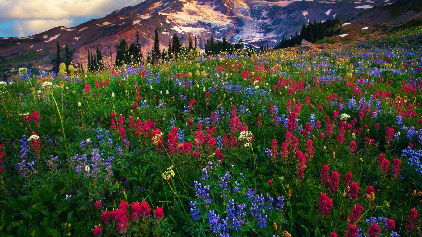 1366x768 Mount Rainier National Park, Nisqually .itl.cat