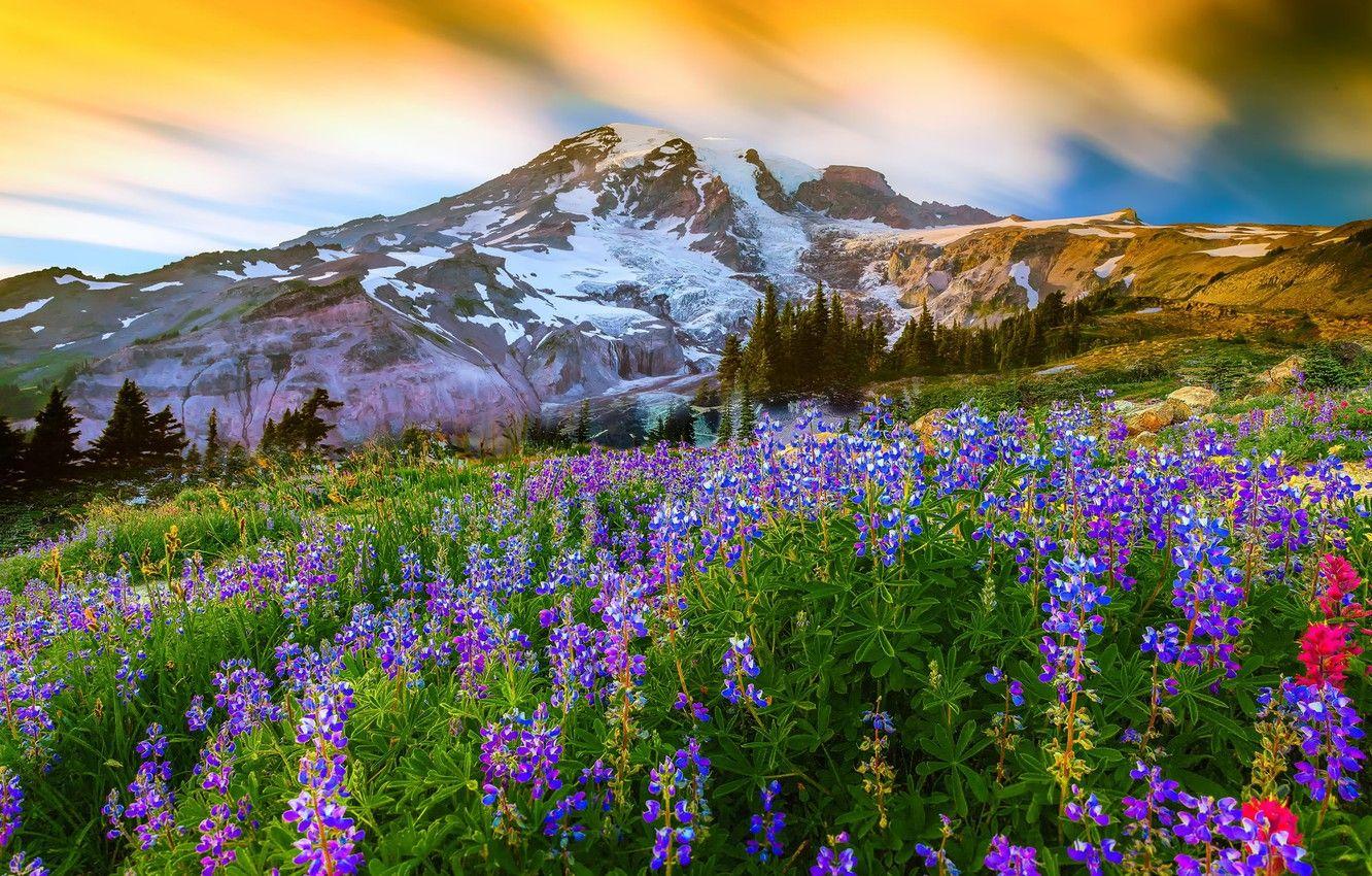 Mount Rainier National Park Wallpapers - Top Free Mount Rainier ...