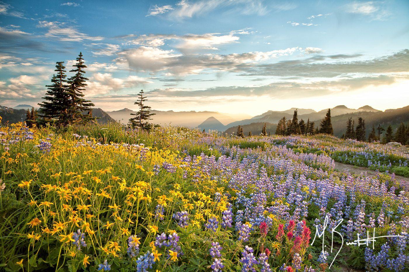 1400x933 Paradise Gardens at Mount Rainier .com