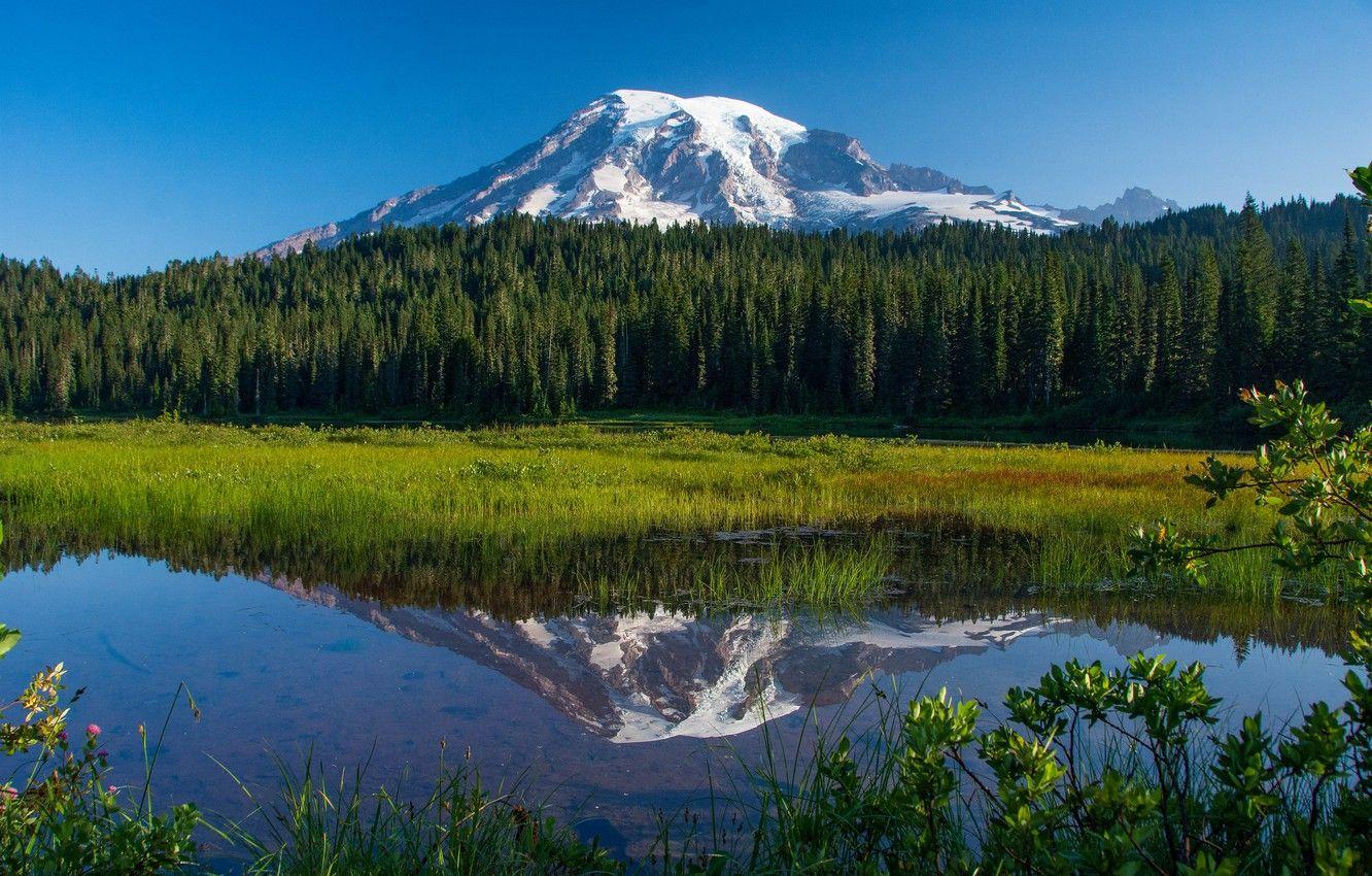 1332x850 Wallpaper forest, lake, reflection .