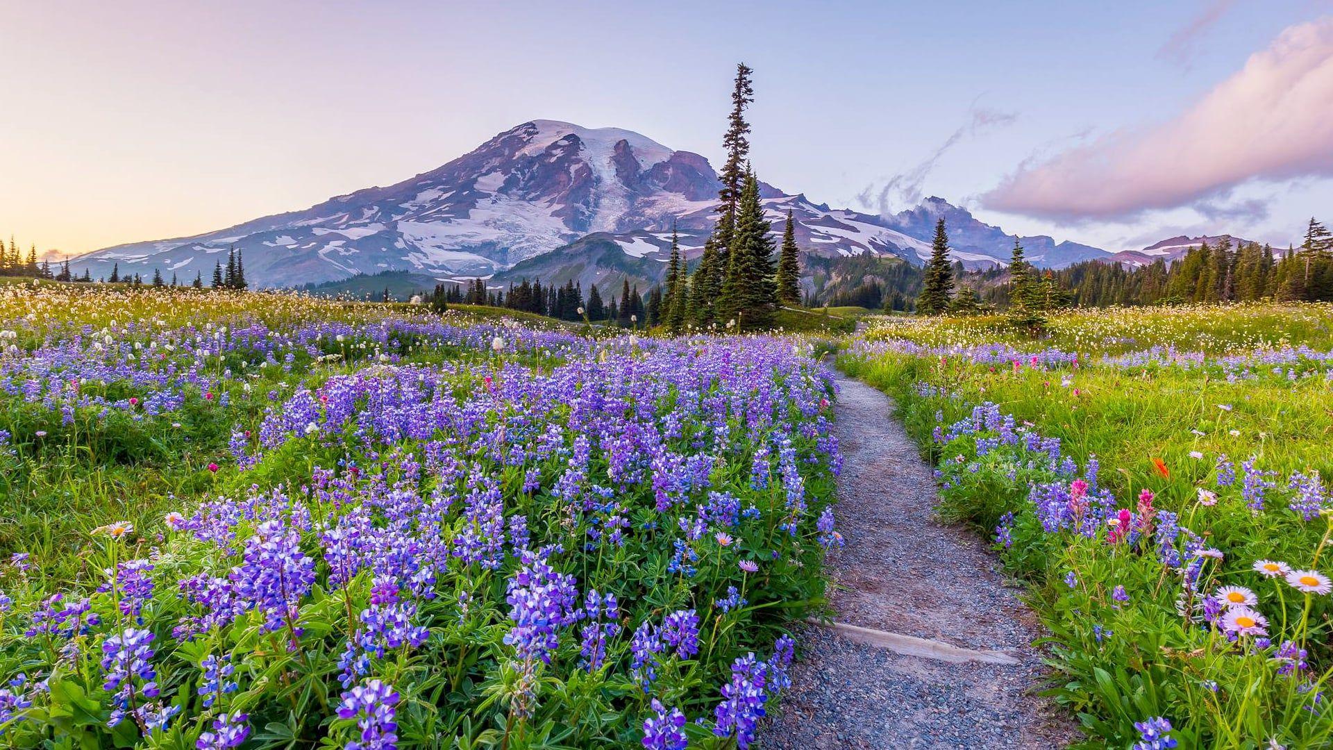 Mount Rainier 4K Wallpapers - Top Free Mount Rainier 4K Backgrounds ...