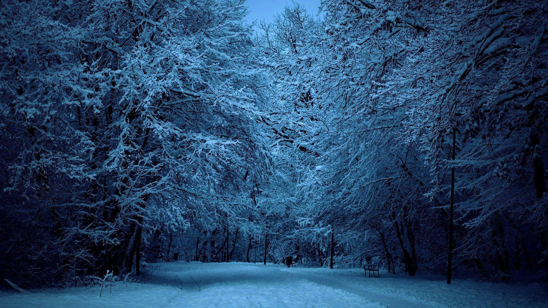 1920x1080 Snow Forest At Night