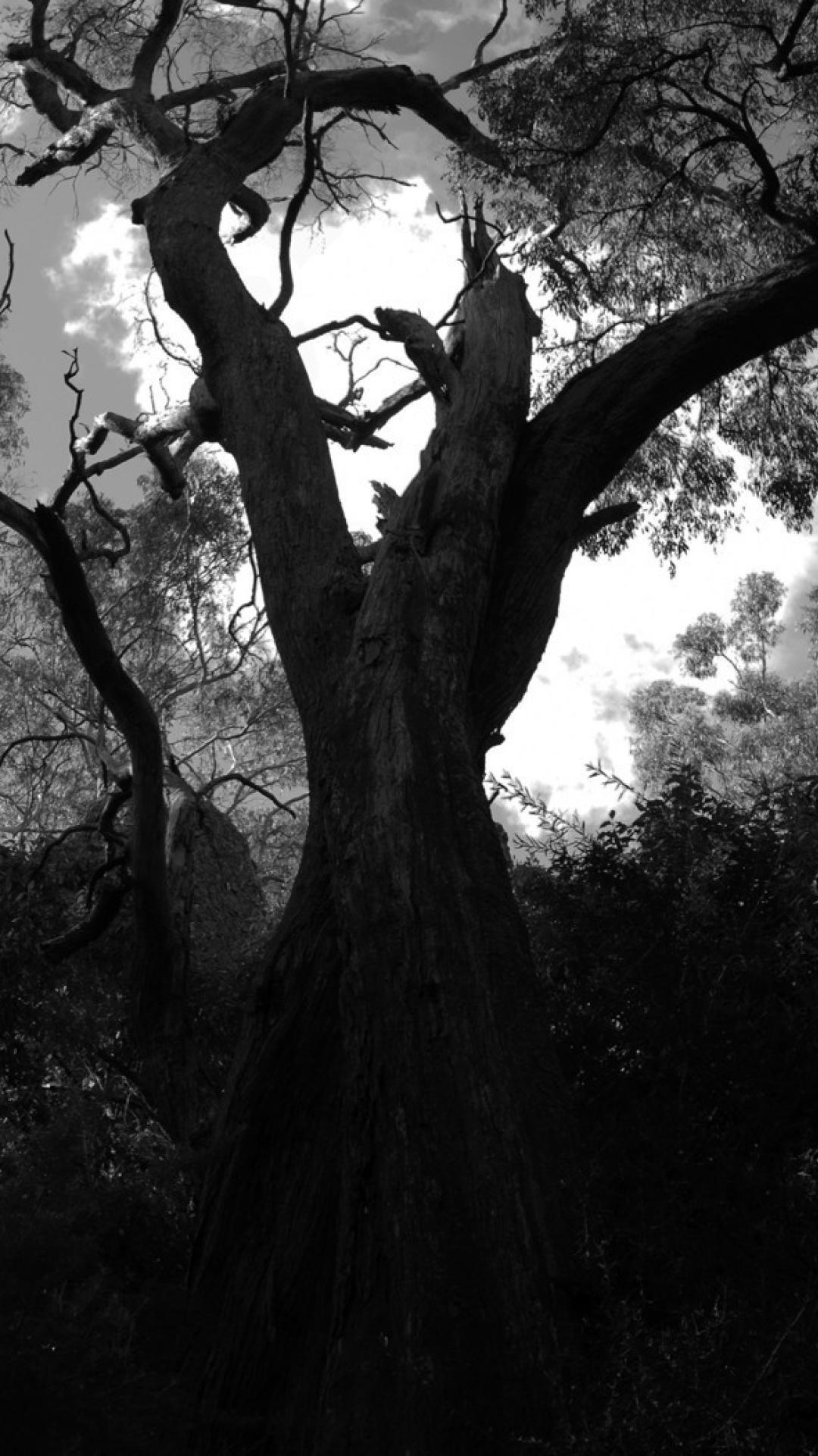 1080x1920 Trees forest grayscale album covers black metal cicadan wallpaper