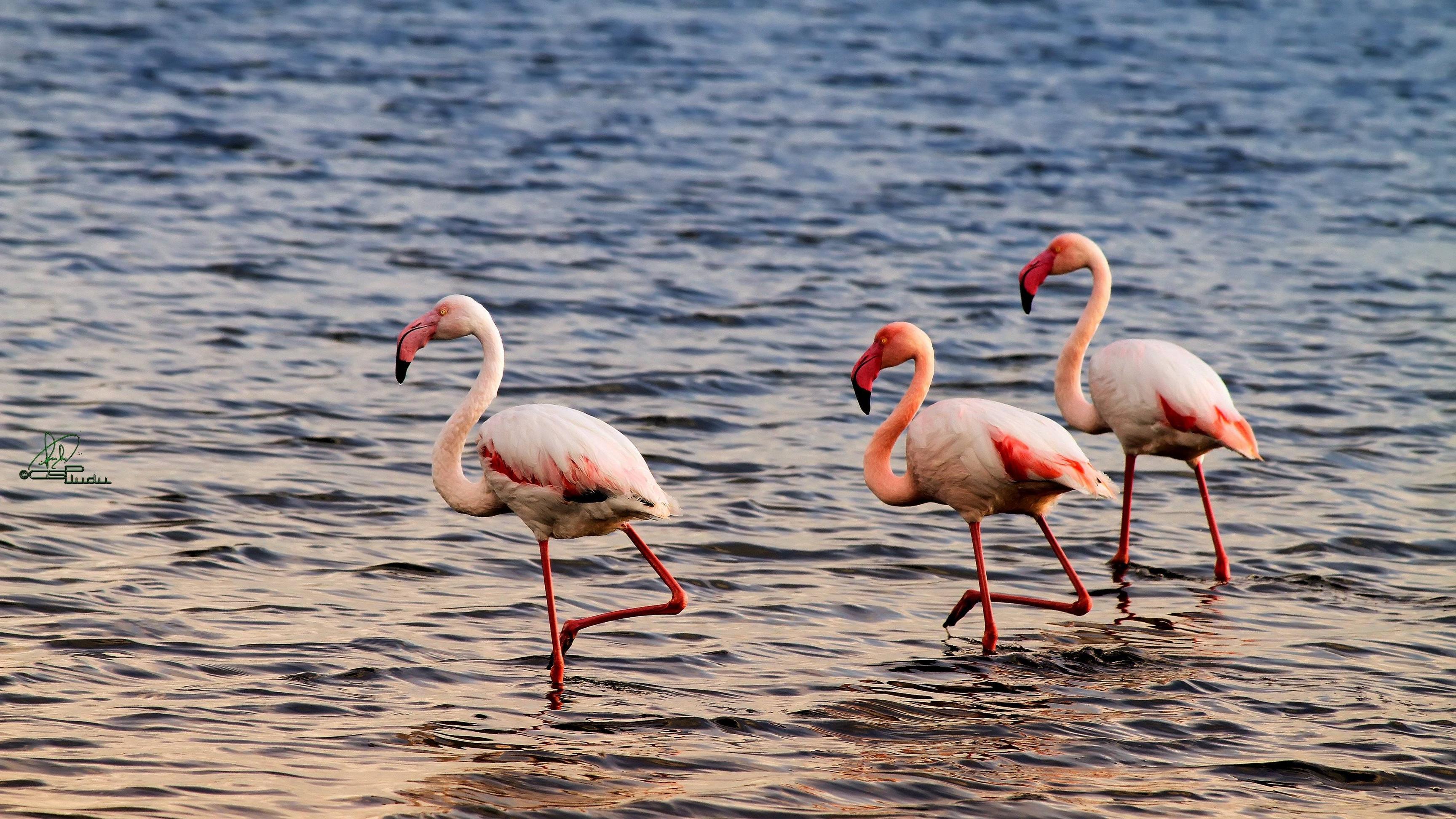 4K Flamingo Wallpapers - Top Free 4K Flamingo Backgrounds - WallpaperAccess