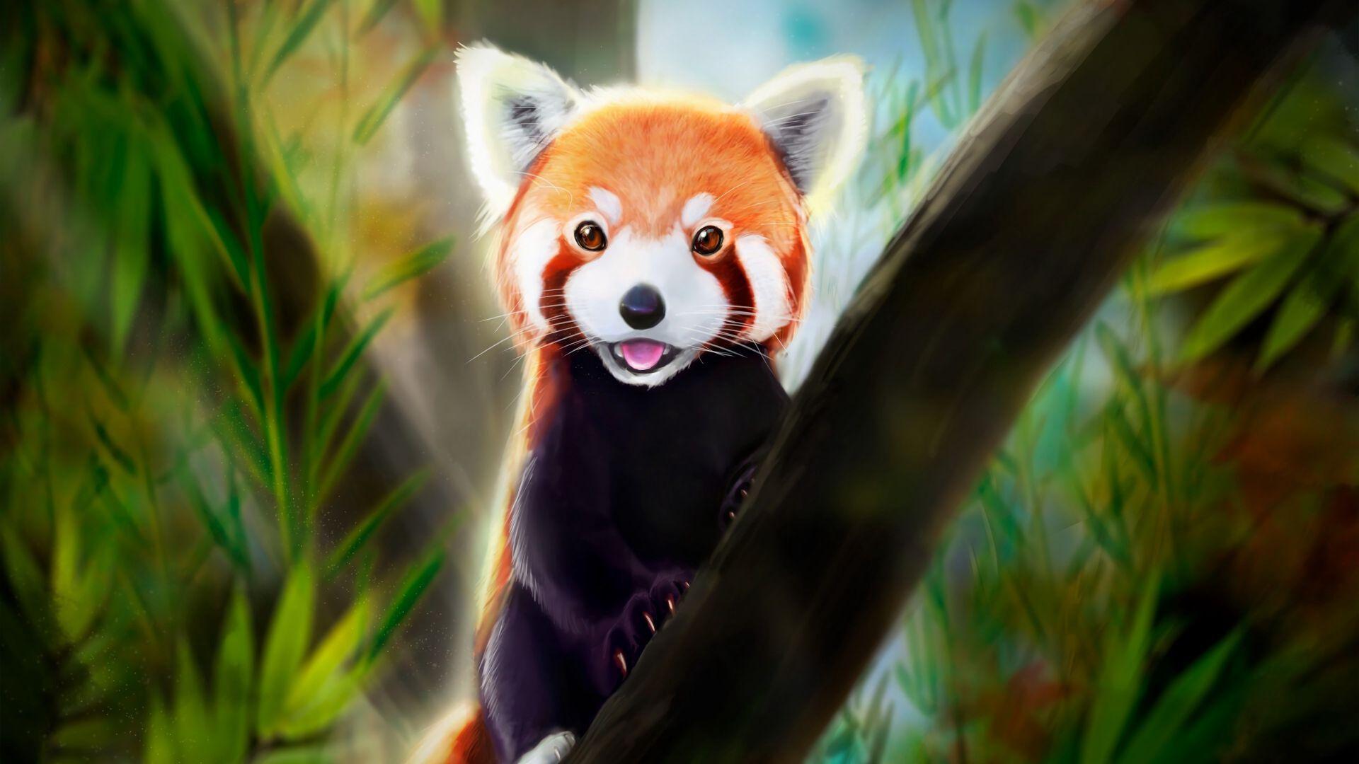 Cute Red Panda Wallpapers Top Free Cute Red Panda Backgrounds Wallpaperaccess