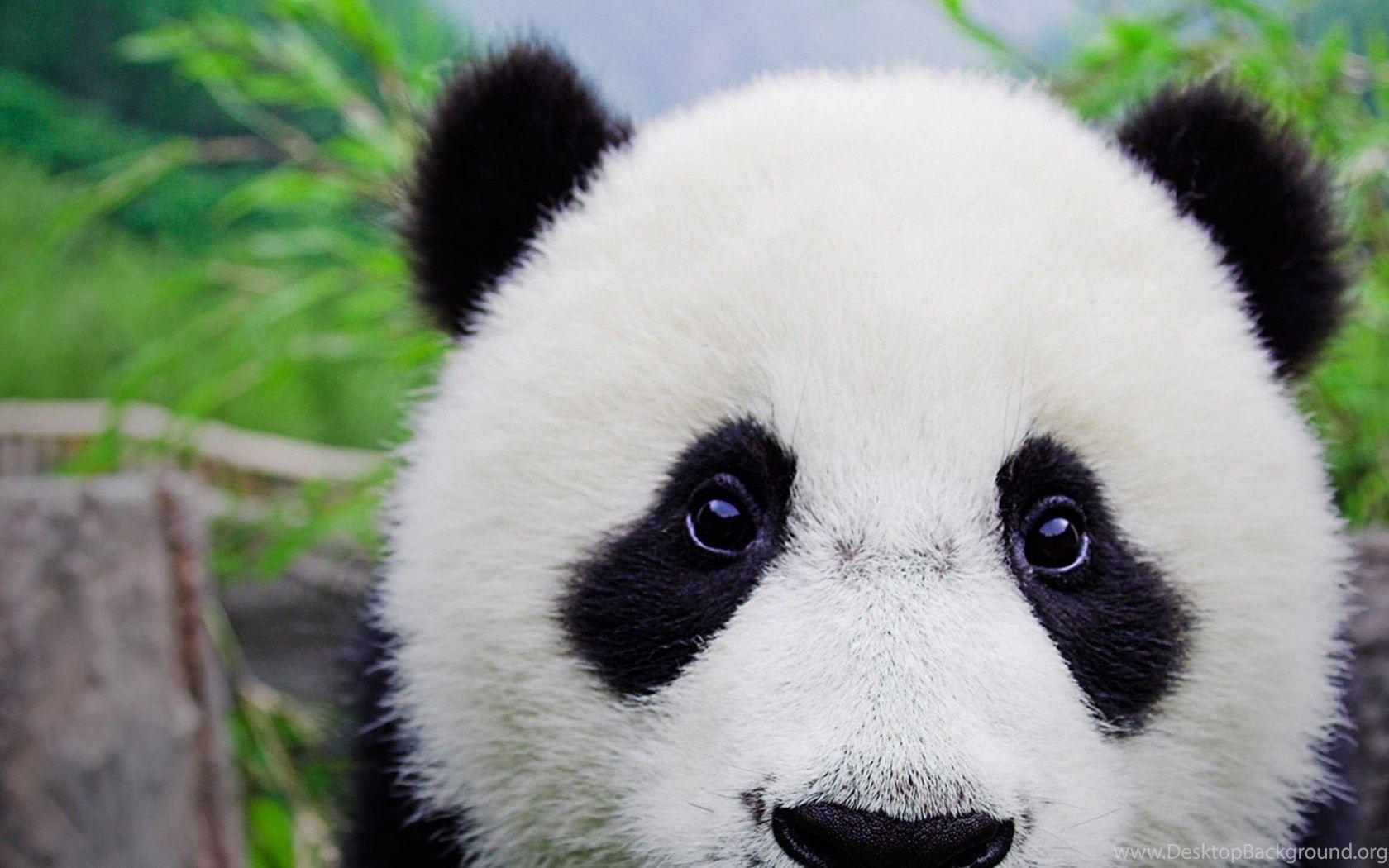 1680x1050 Panda iPad Wallpaper Desktop