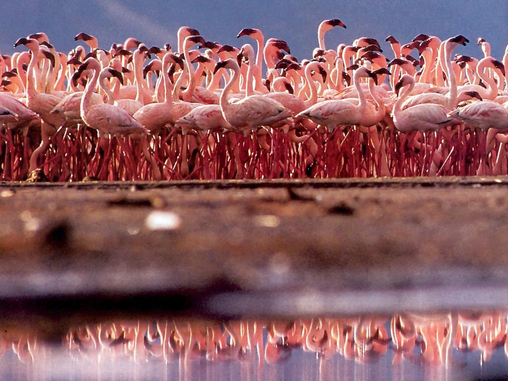 1024x768 Free Pink Flamingo Computer Wallpaper .