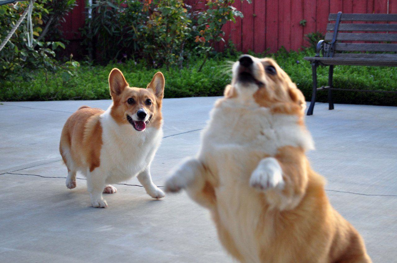 1280x850 Funny Corgi