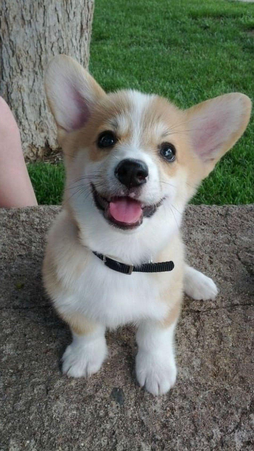 1080x1920 Corgi wallpaper iphone .com