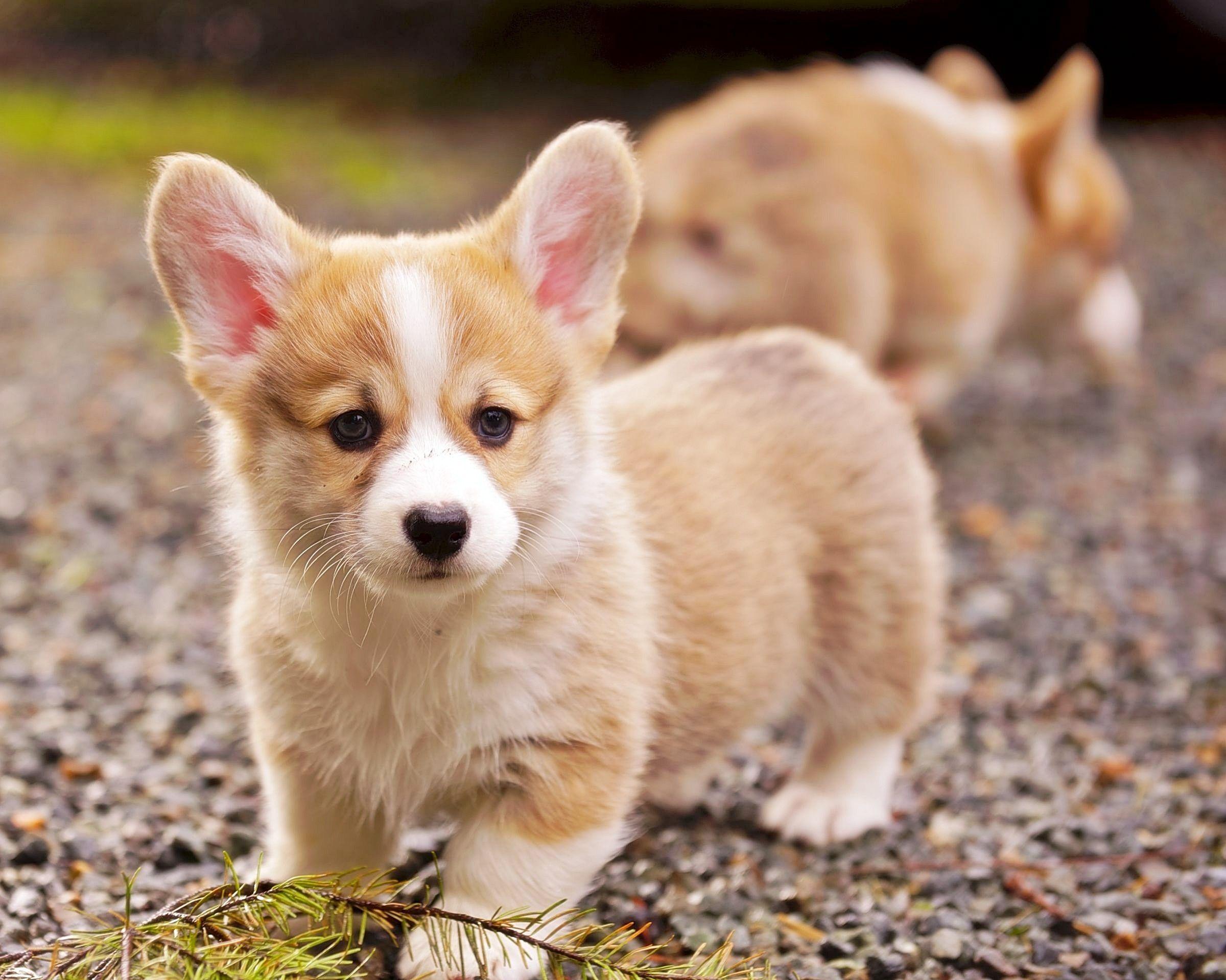 Baby Corgi Wallpapers Top Free Baby Corgi Backgrounds WallpaperAccess