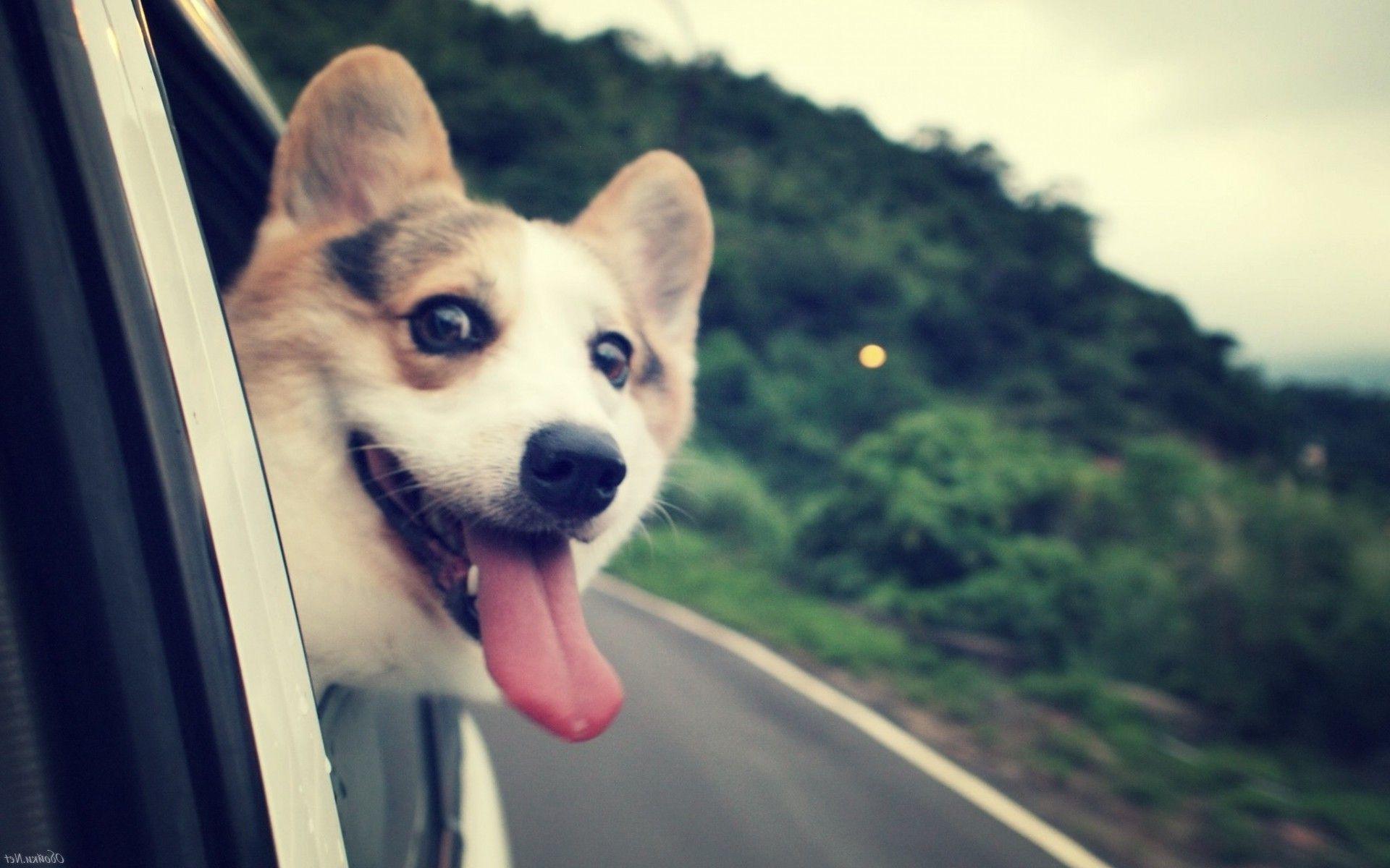 1920x1200 humor, Dog, Corgi Wallpaper HD .