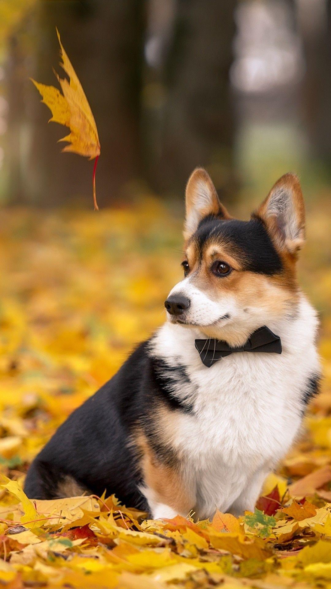 Aesthetic Corgi Wallpaper