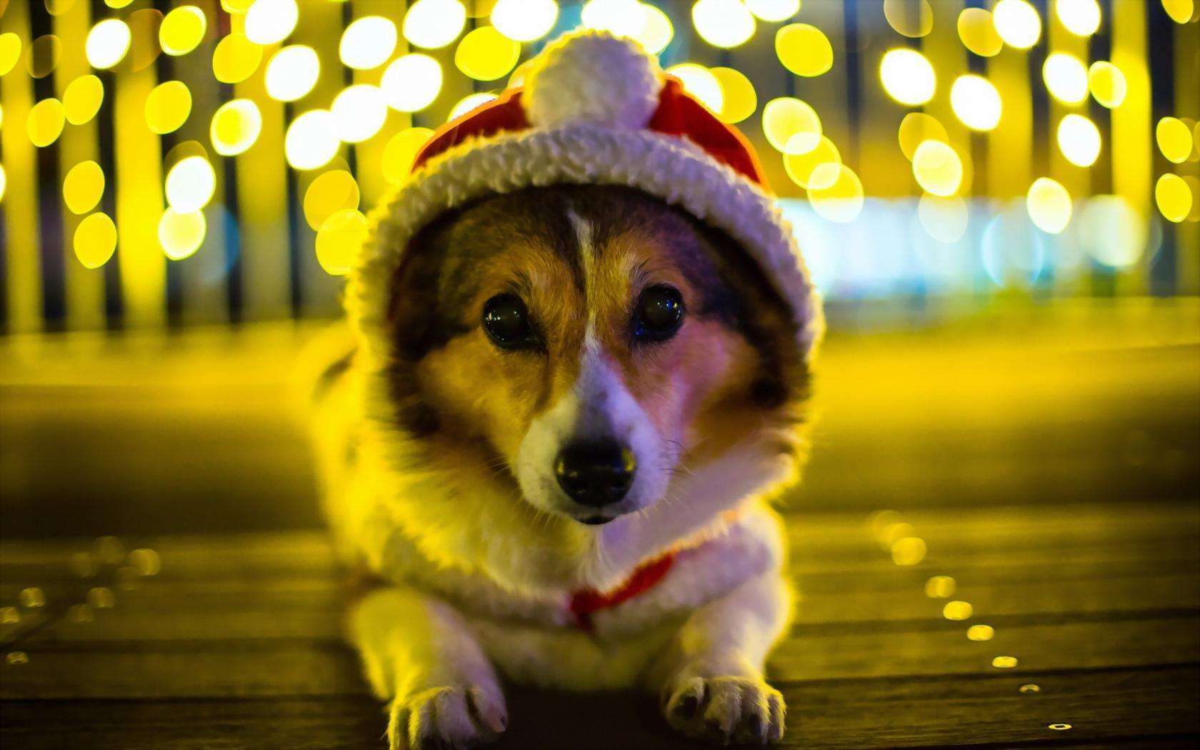1680x1050 Corgi