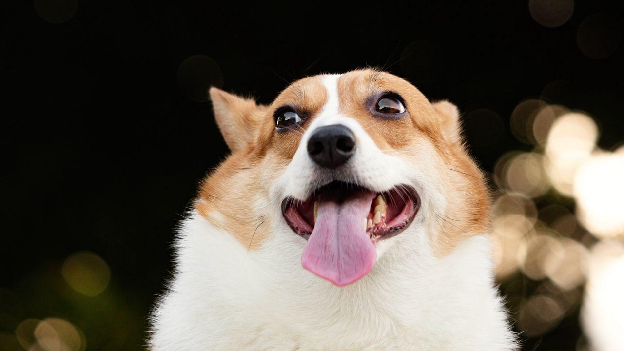 1280x720 Wallpaper corgi, dog, funny, protruding .