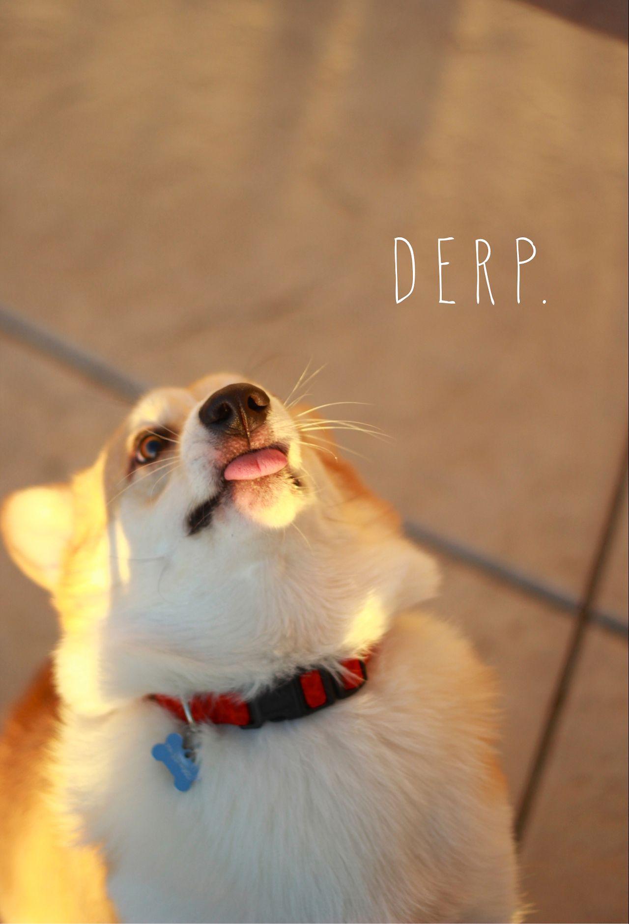 1280x1881 Adorable. Cute Pembroke Welsh Corgi .com
