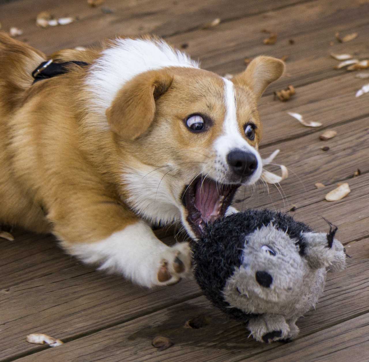 1280x1254 Corgi Picture That Show Corgis Are .