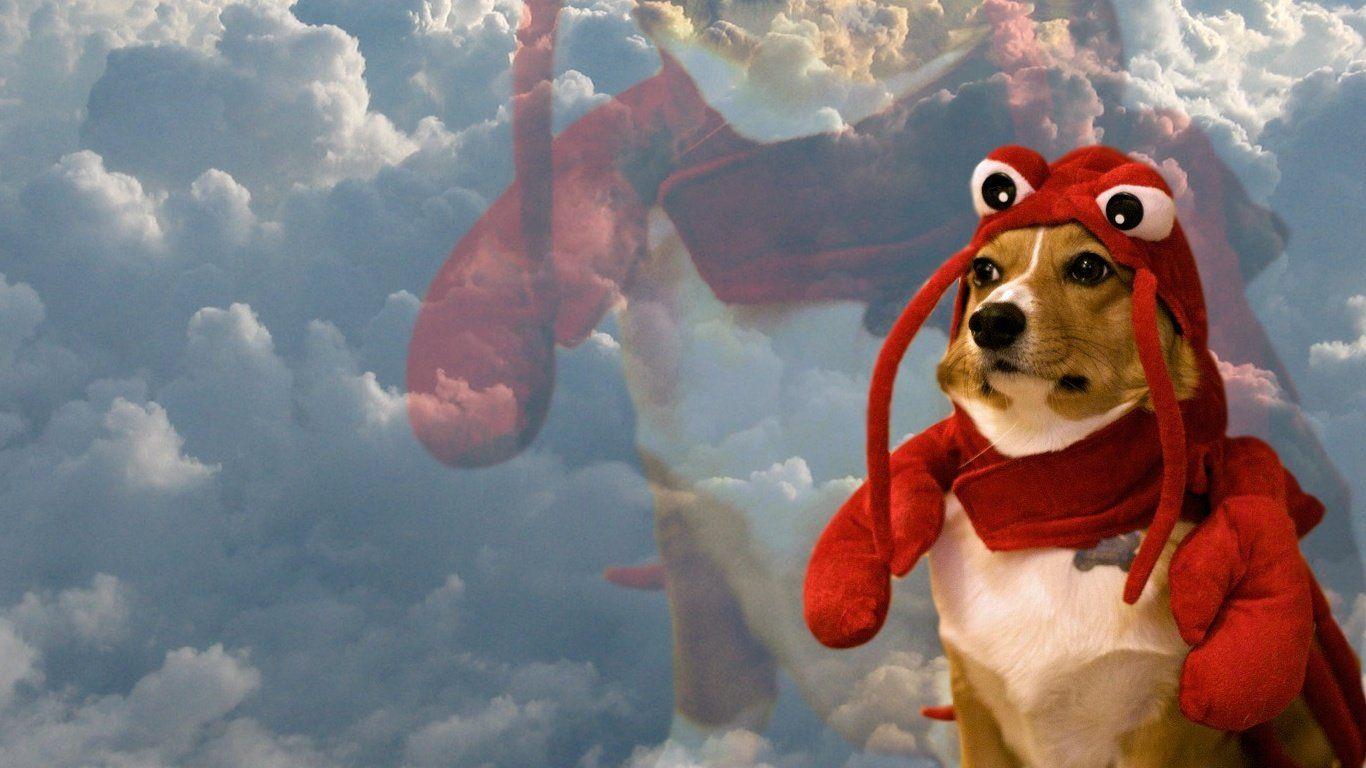 1366x768 