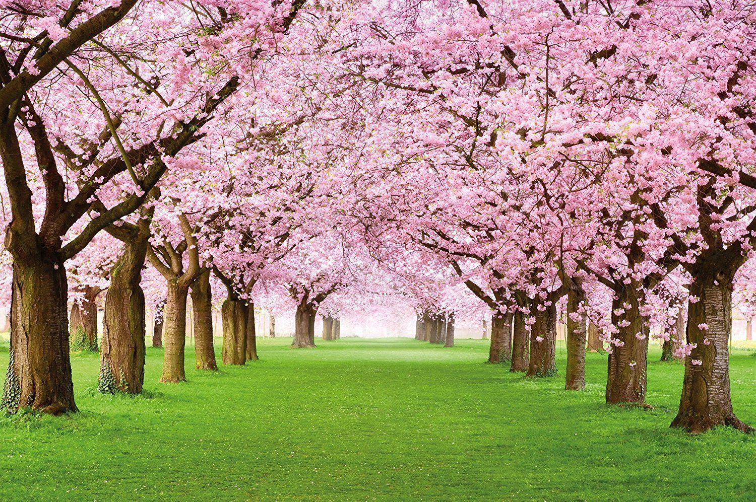 Japanese Sakura Cherry Blossom Wallpapers - Top Free Japanese Sakura