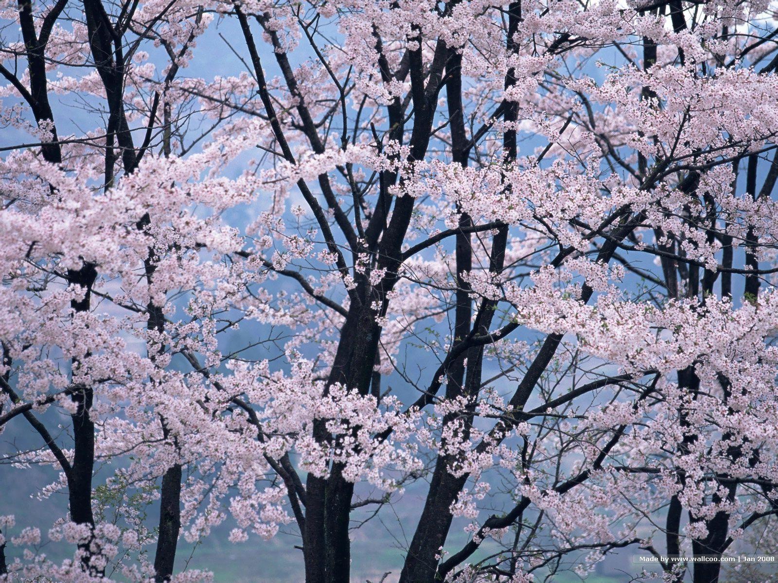 1600x1200 High Resolution Japanese Sakura Photo Cherry Blossom