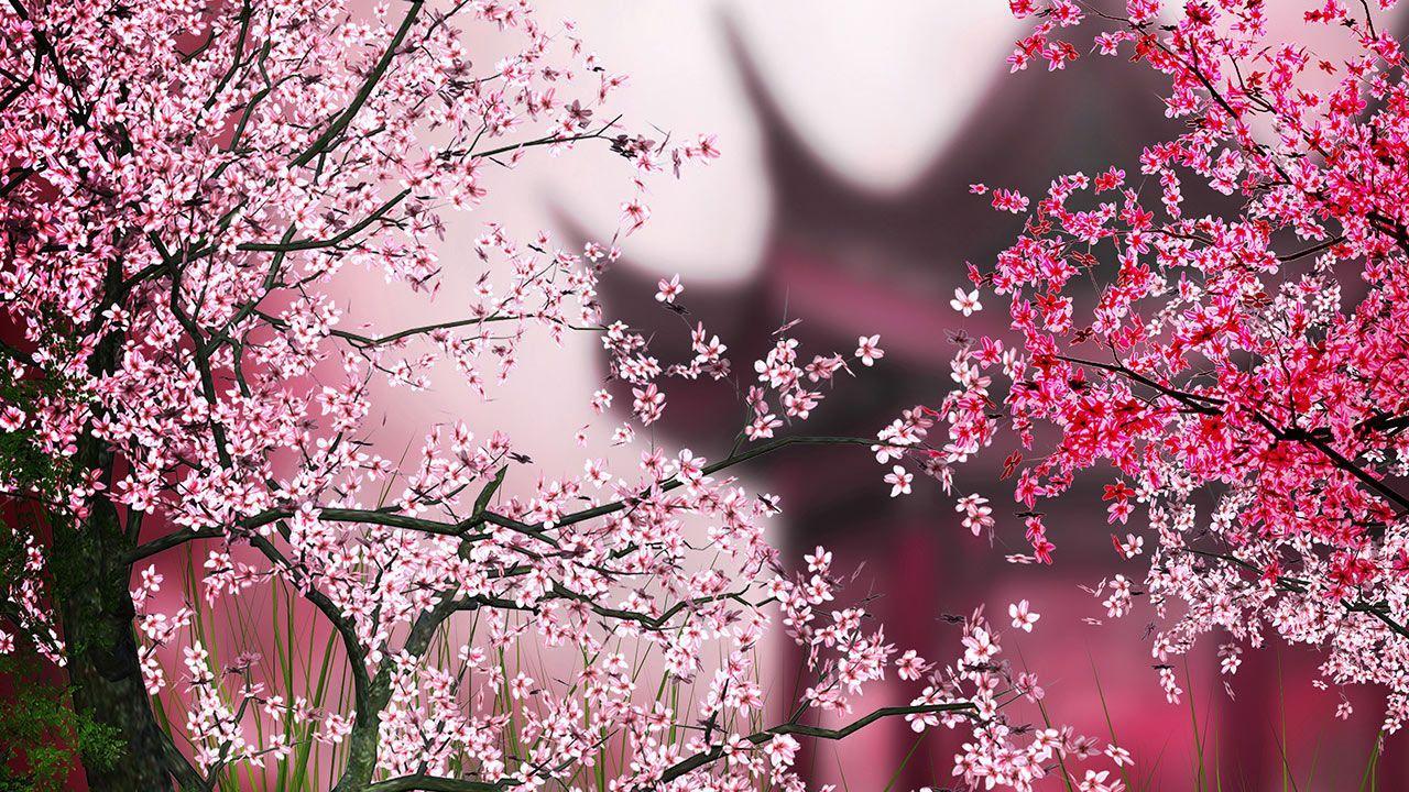 1280x720 Znalezione obrazy dla zapytania sakura. CHERRY BLOSSOM