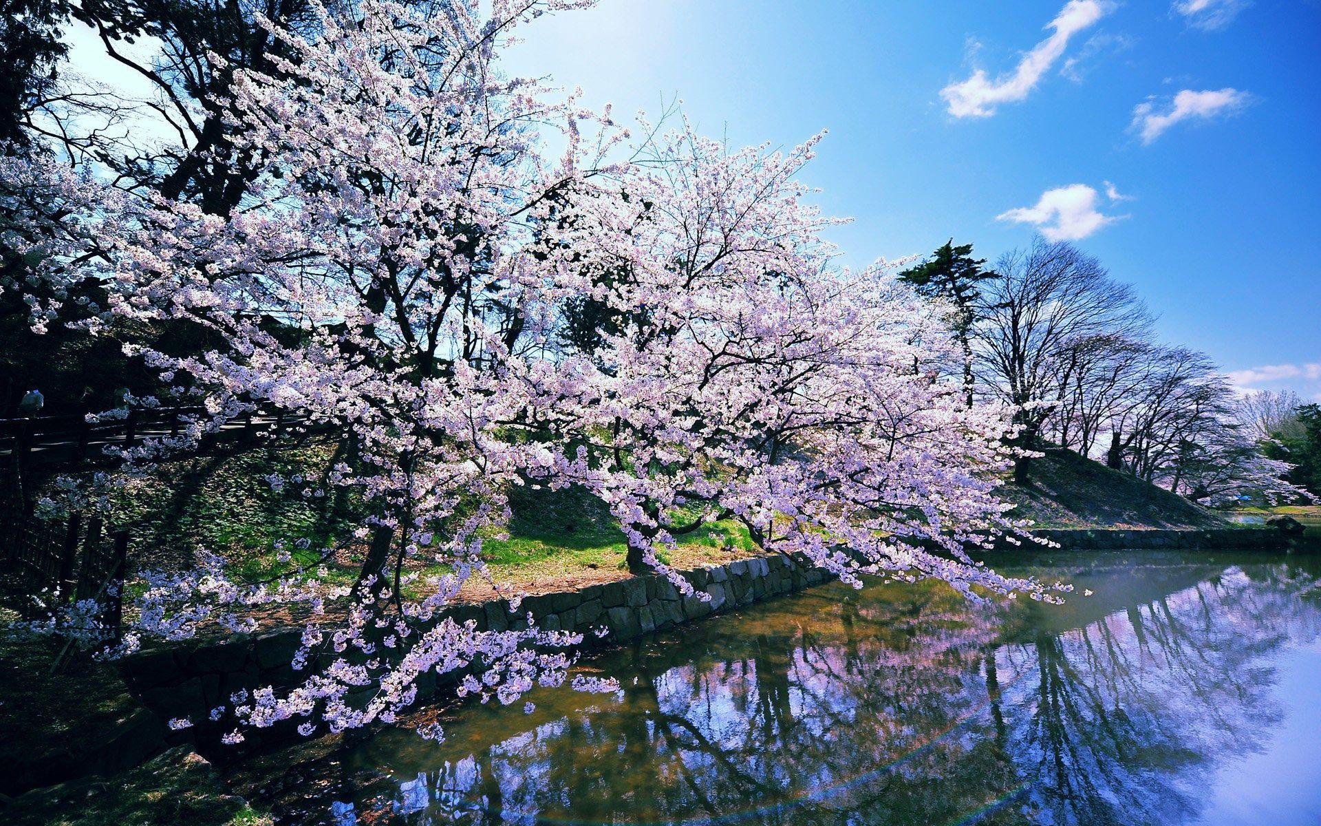 1920x1200 Japanese cherry blossoms wallpaper. travel and world