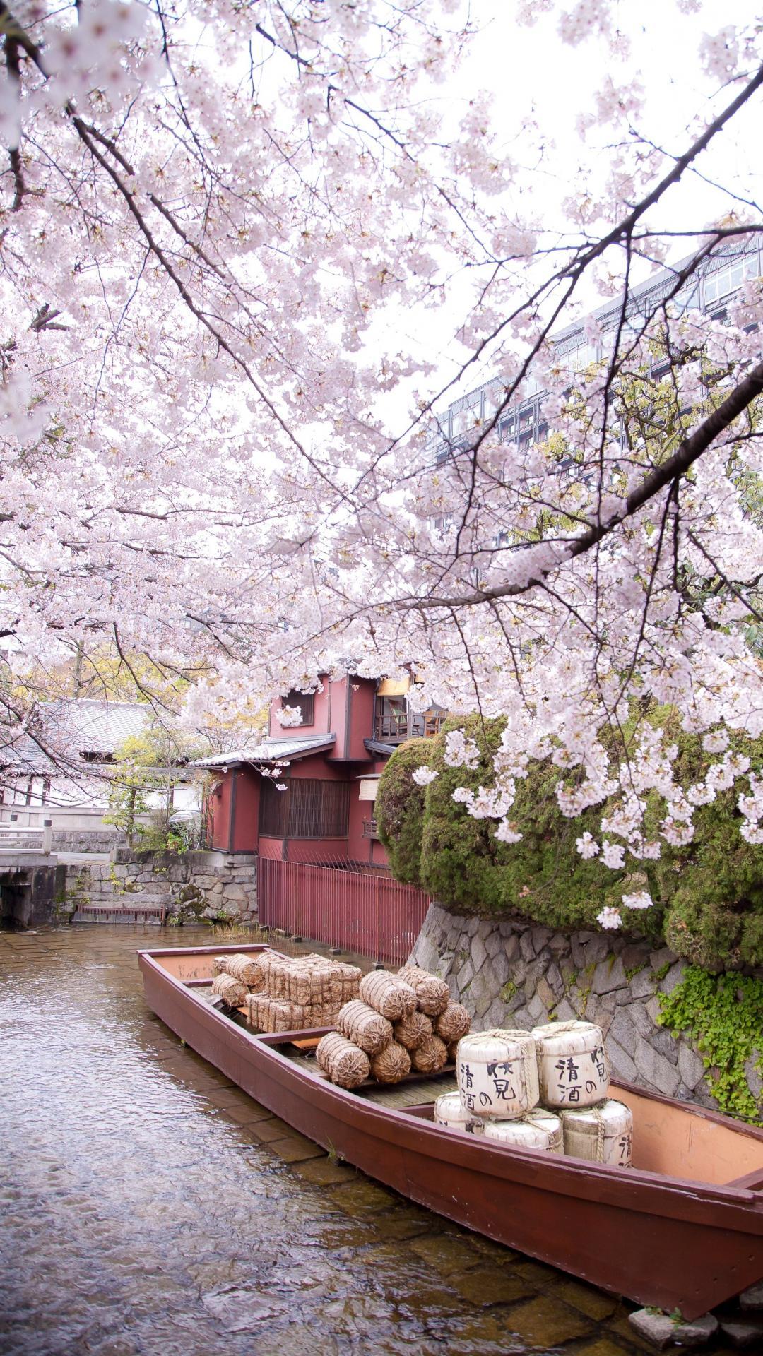 Japanese Sakura Cherry Blossom Wallpapers - Top Free Japanese Sakura
