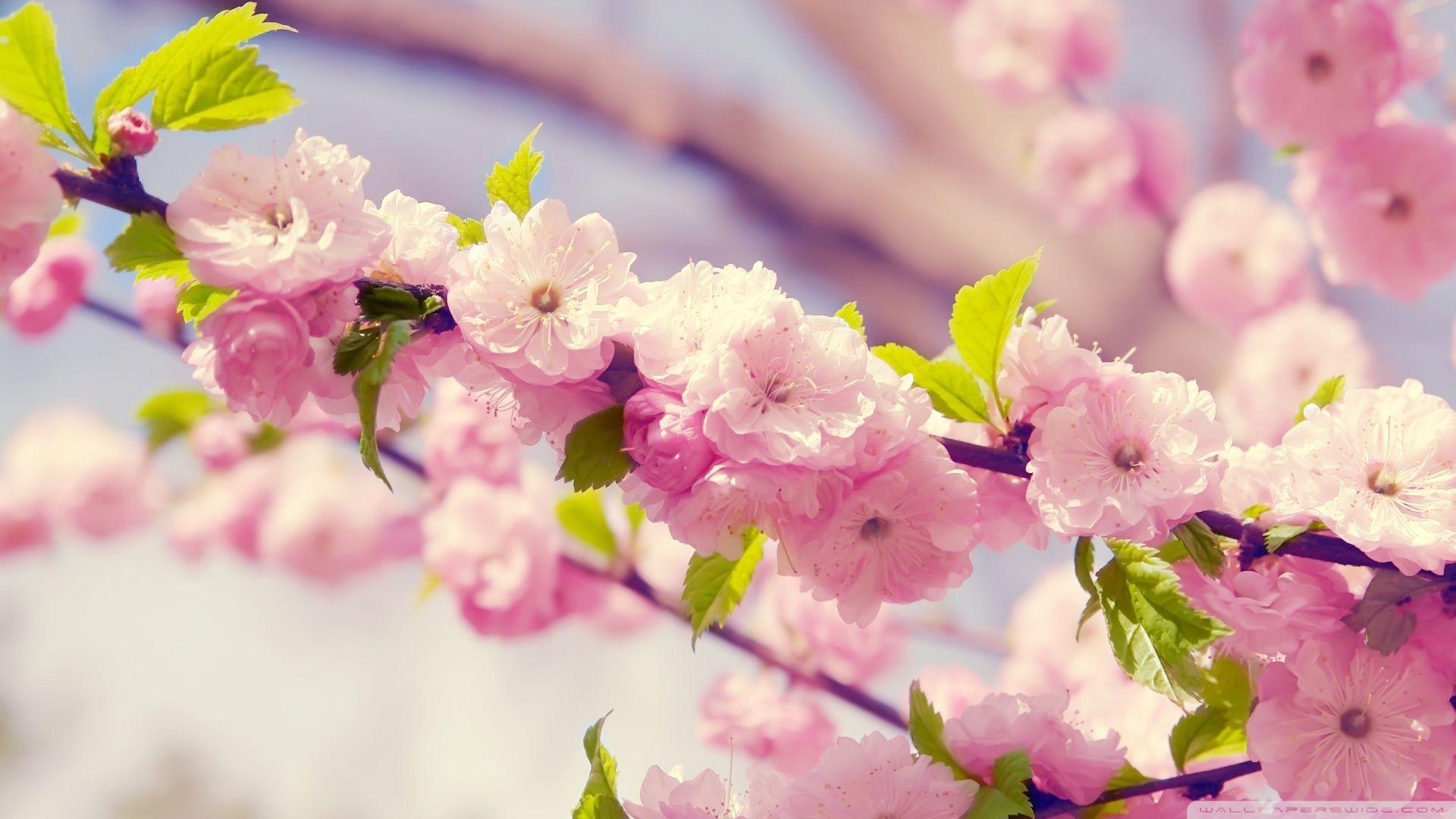 1920x1080 Download Japanese Cherry Tree Wallpaper 1920x1080