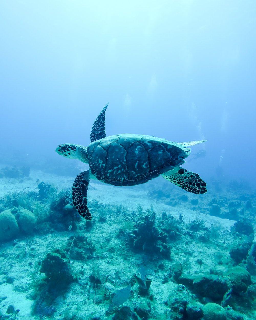 1000x1250 Sea Animal Picture. Download .com