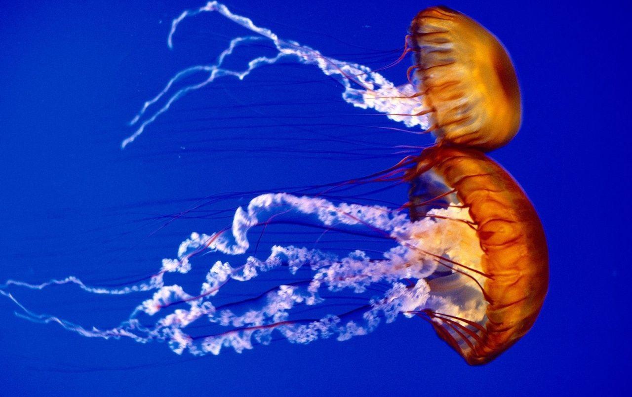 1280x804 Water creatures wallpaper. Water .
