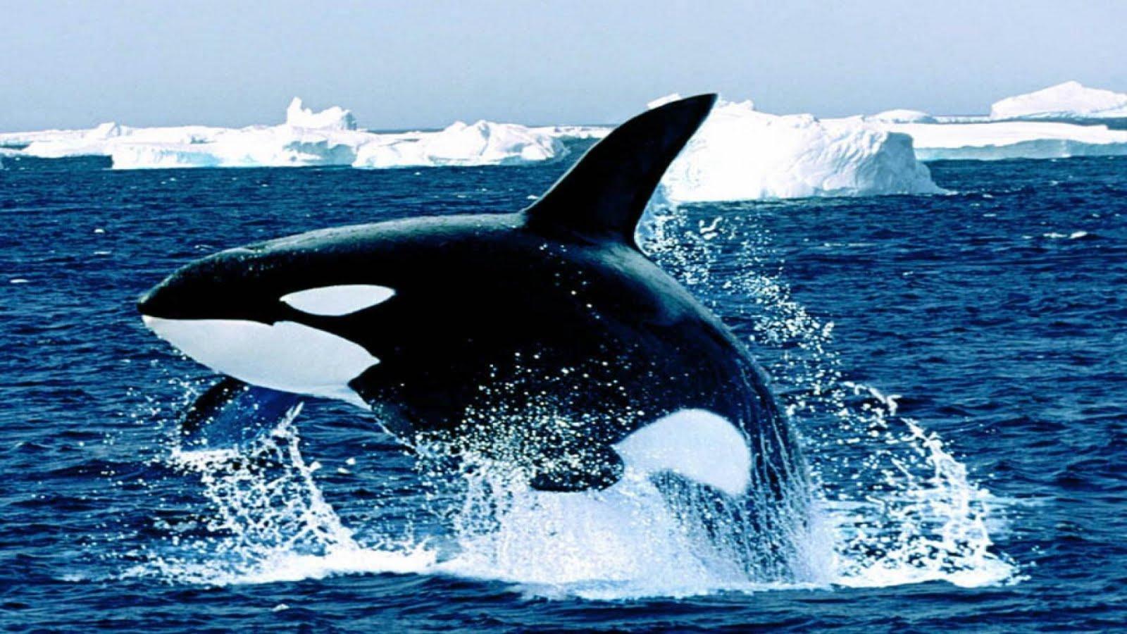 1600x900 Sea Animals Wallpaper